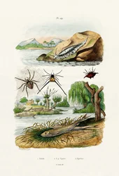 ネイキッド・スラッグ、1833-39